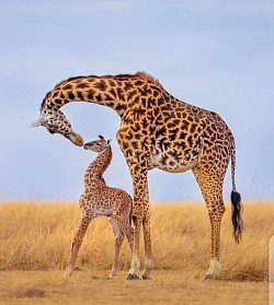 Soleil expedition   (Safari's)